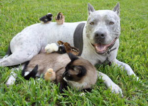 Image of many Birds resting on a large Dog and Cat
