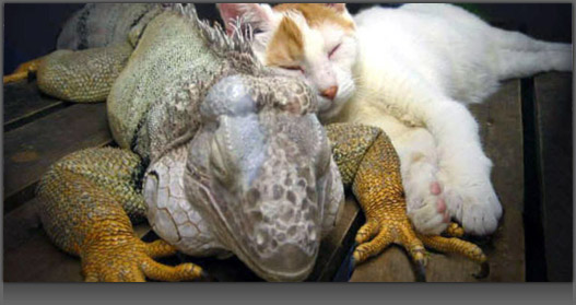 Image of Lizard and Cat Sleeping