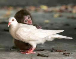 Image of a Baby Chimp touching a White Dove