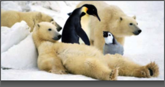Image of two Penguins amongst relaxed Polar Bears