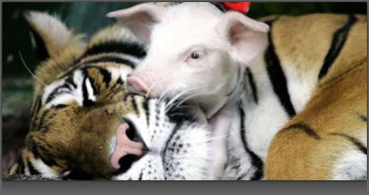 Image of a Pig cuddling with a Tiger