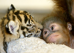 Image of a Baby Chimp and Baby Tiger