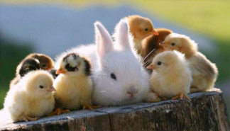 Image of many Baby Chicks surrounding an adult Rabbit