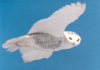 Image of an Owl Flying