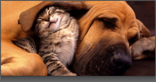 Image of Dog and Cat Sleeping