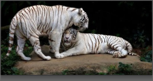 Image of 2 White Tigers