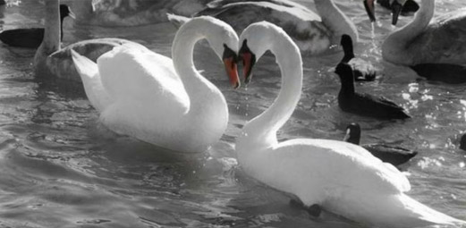 Image of two swans meeting face to face