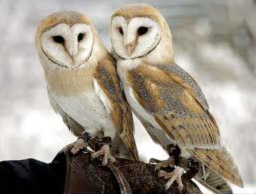 2 Owls