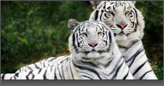 Image of 2 White Tigers